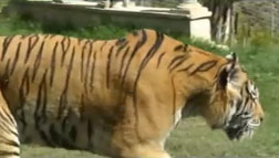 Cафари парк Selwo Adentura